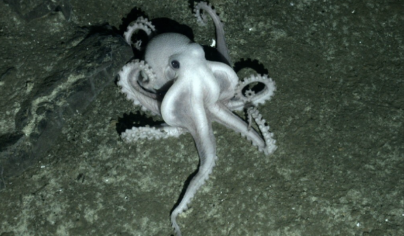 Illustration for article titled Lost World Discovered Under Antarctica